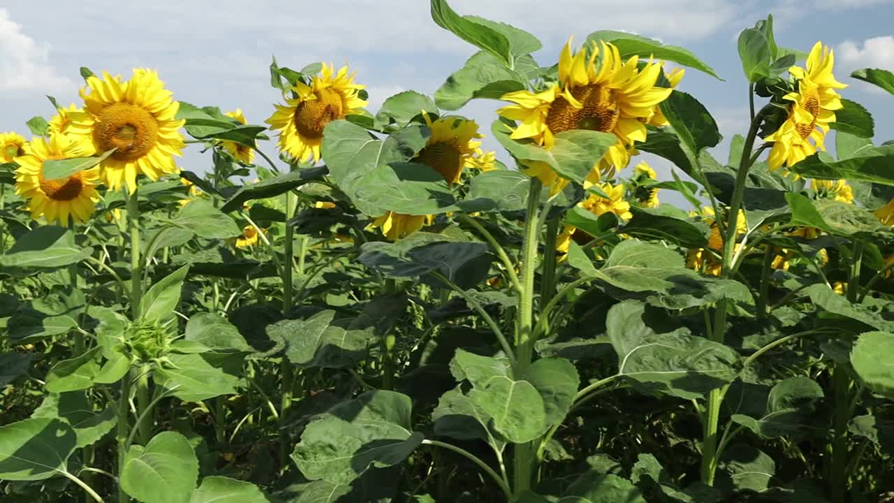 夏天田野里盛开着黄色的向日葵视频素材