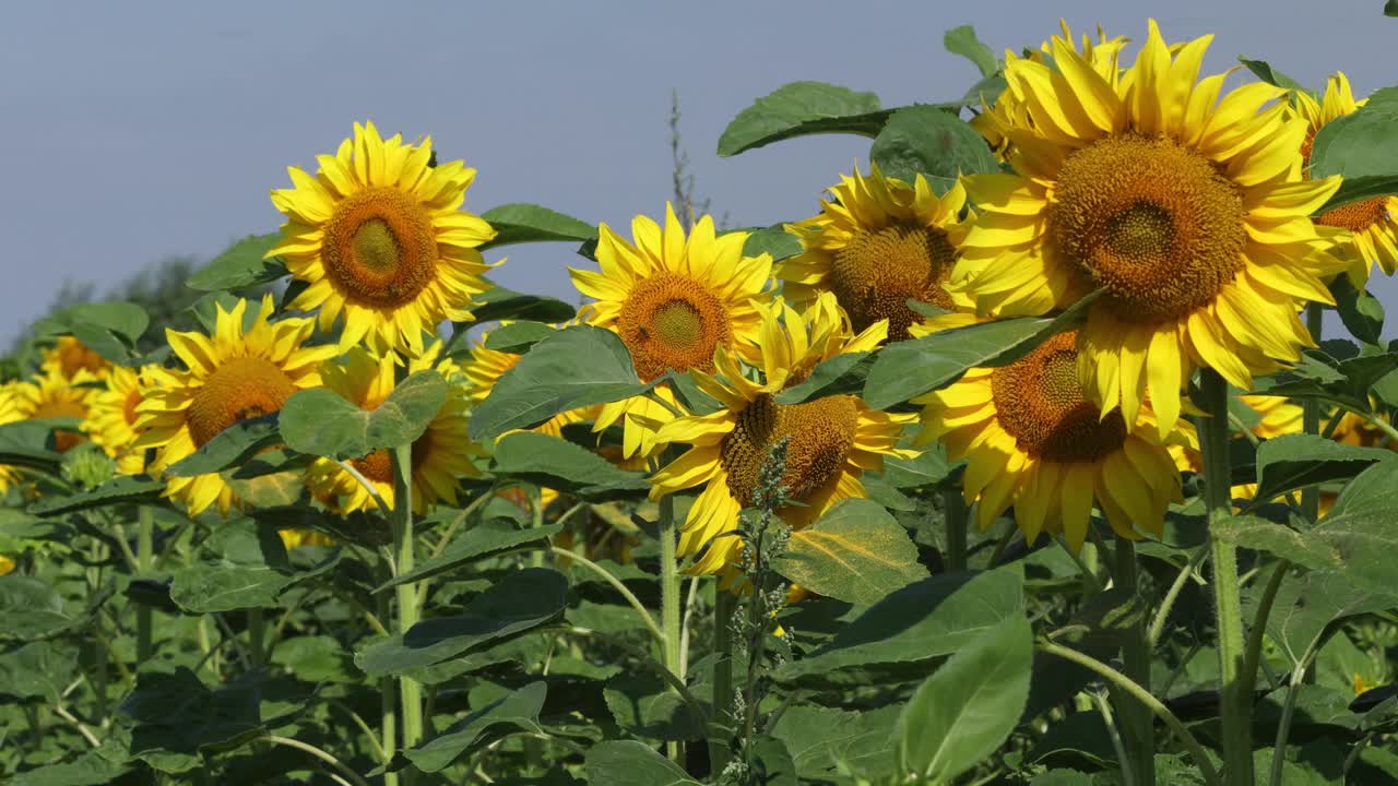 夏天田野里盛开着黄色的向日葵视频素材