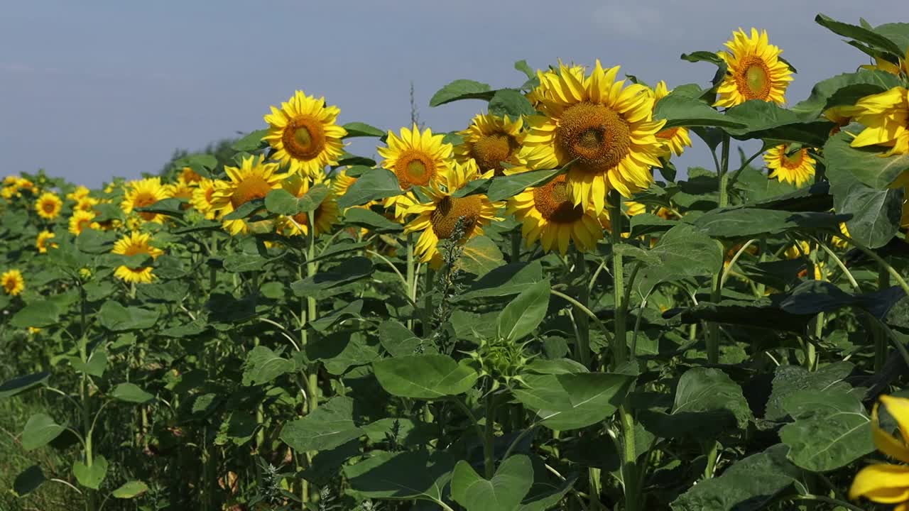 夏天田野里盛开着黄色的向日葵视频素材