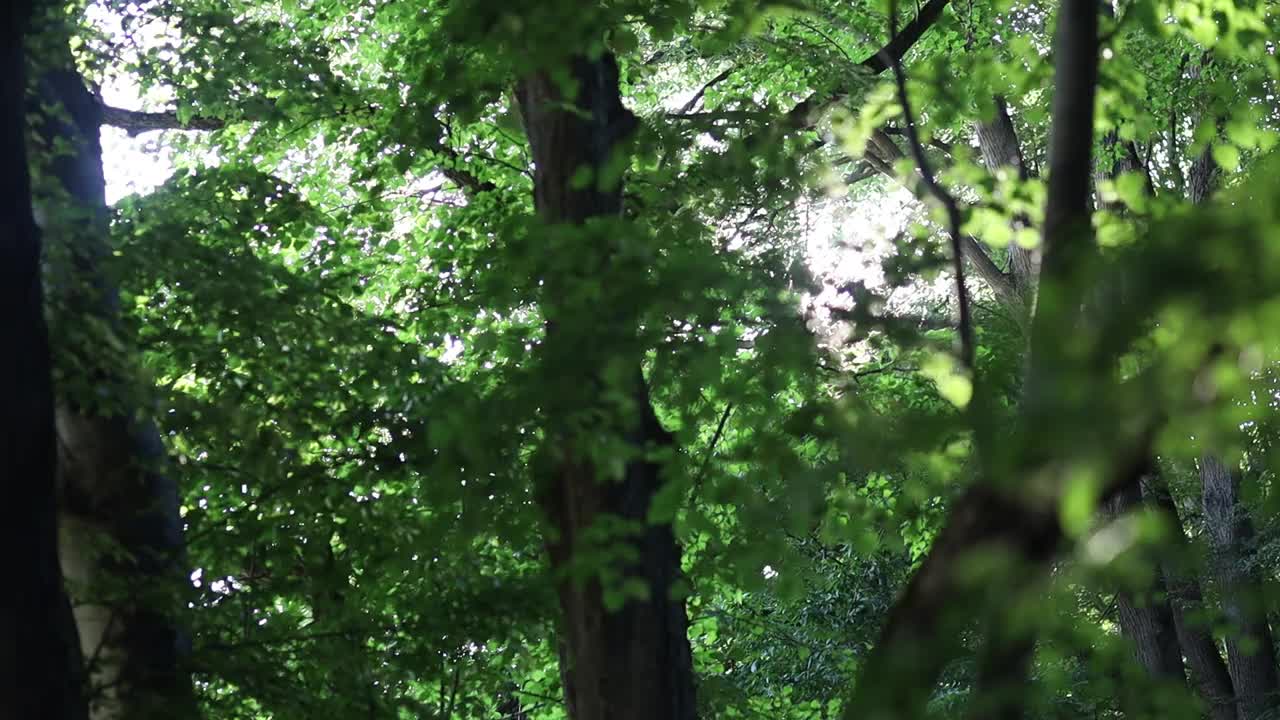 阳光透过树林里的树叶照进来视频素材