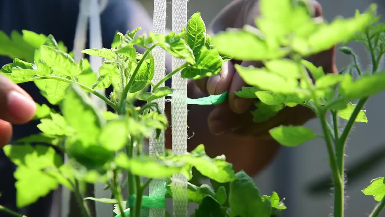 番茄在温室里自然生长视频素材