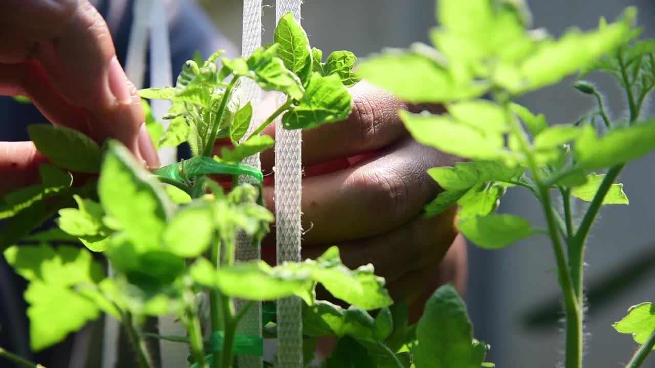 番茄在温室里自然生长视频素材