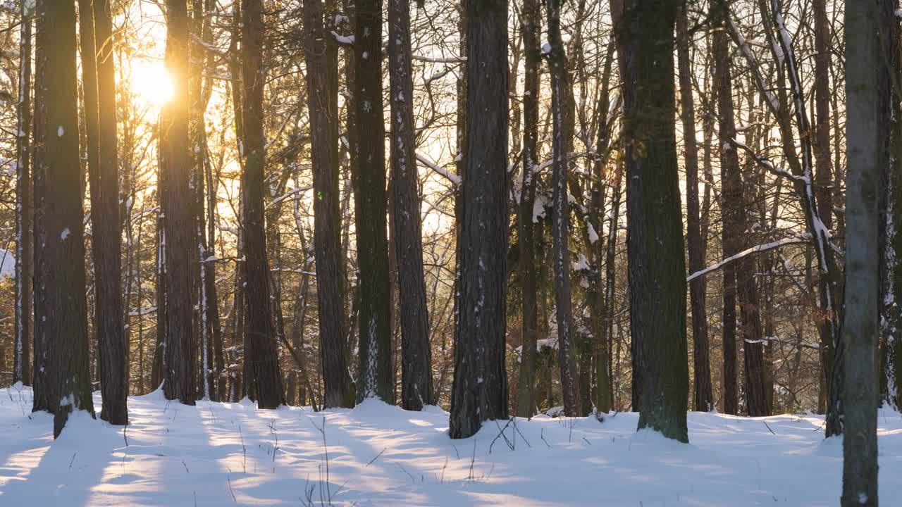 白雪覆盖的森林里的日落。太阳在地平线下落下，在冬天透过树木照耀视频素材