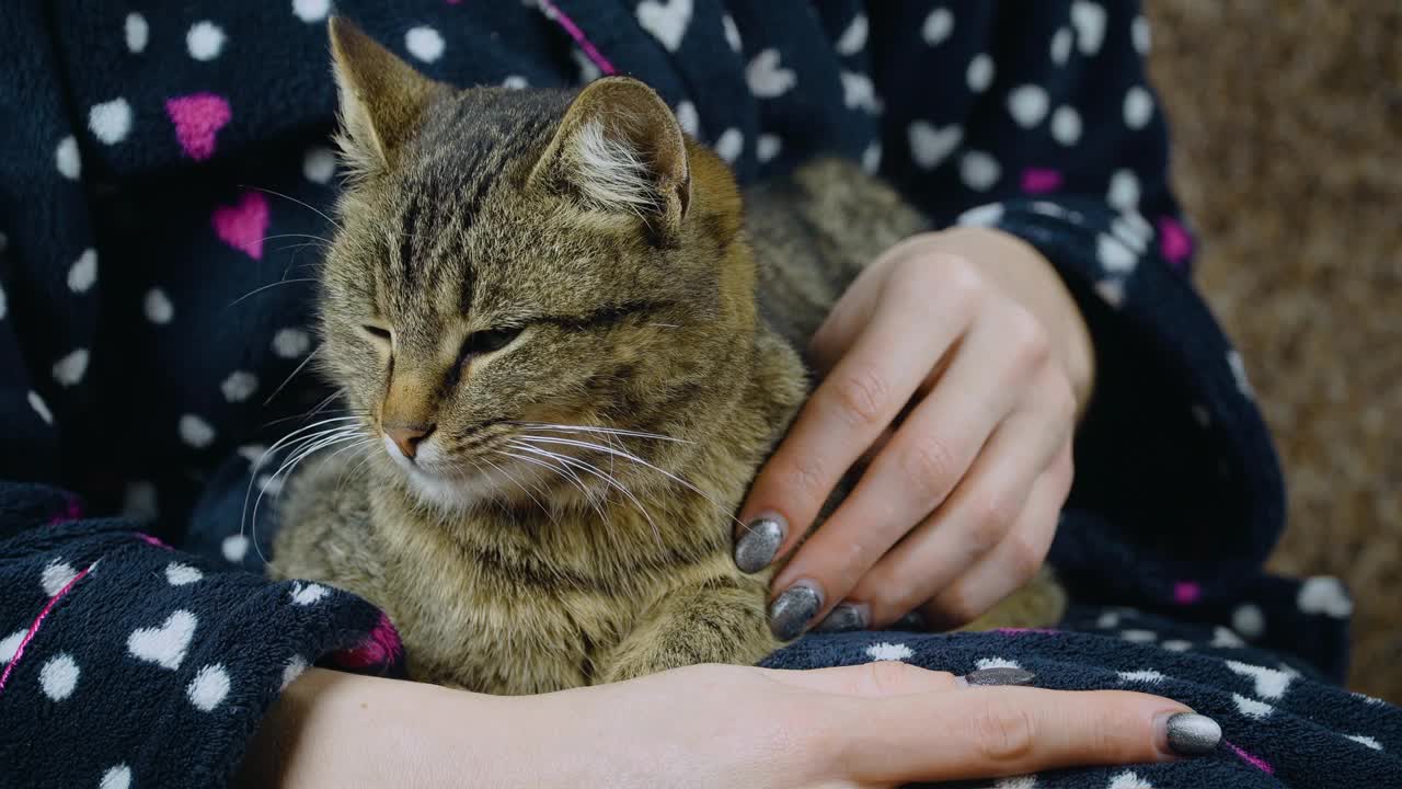 姜斑猫坐在女人的手上，环顾四周视频素材