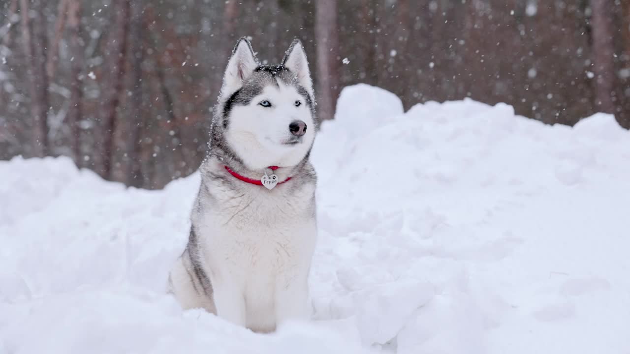 西伯利亚哈士奇坐在雪堆里。视频素材