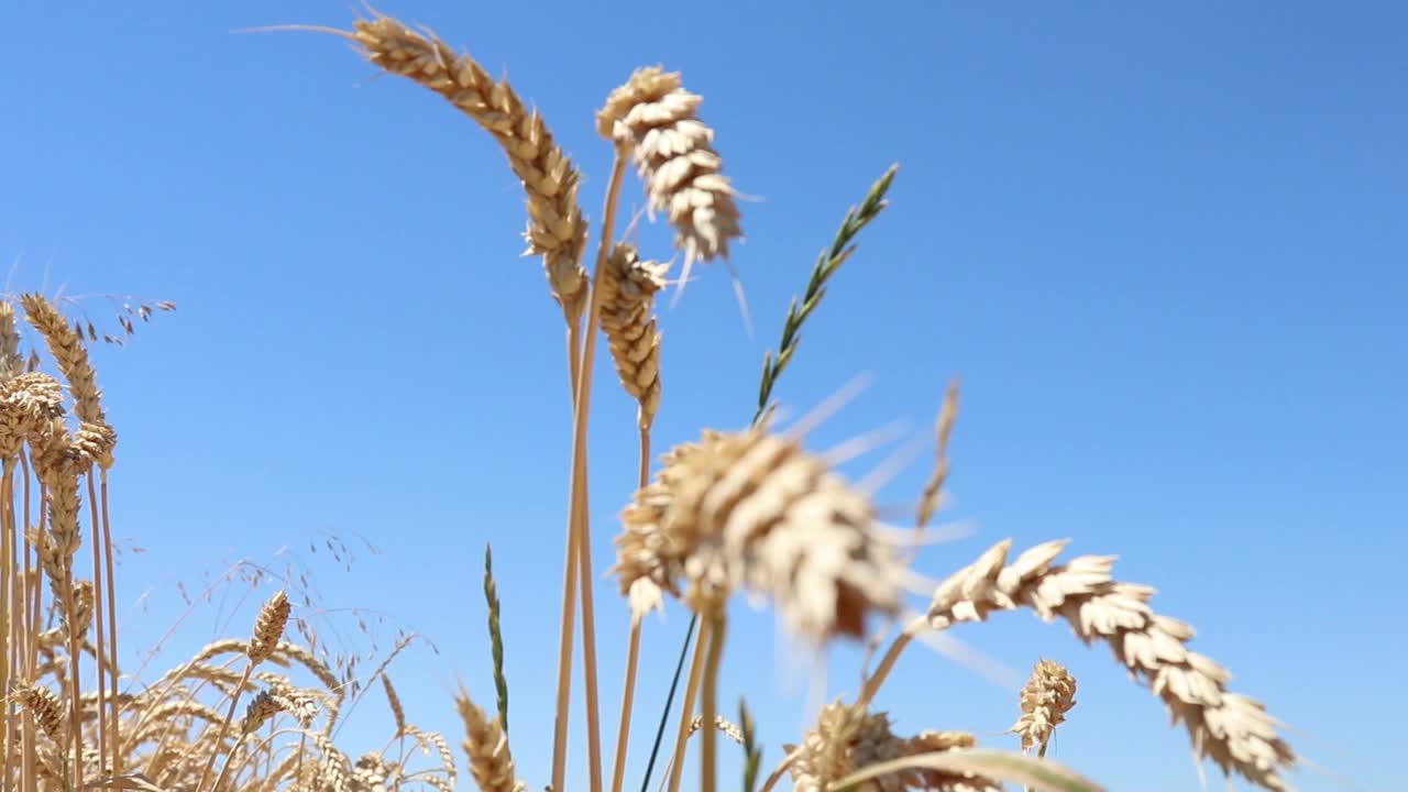 恢复农业。黑麦作物领域。收获在农场。金黄色的夏季风景映衬着蓝色的天空。视频素材