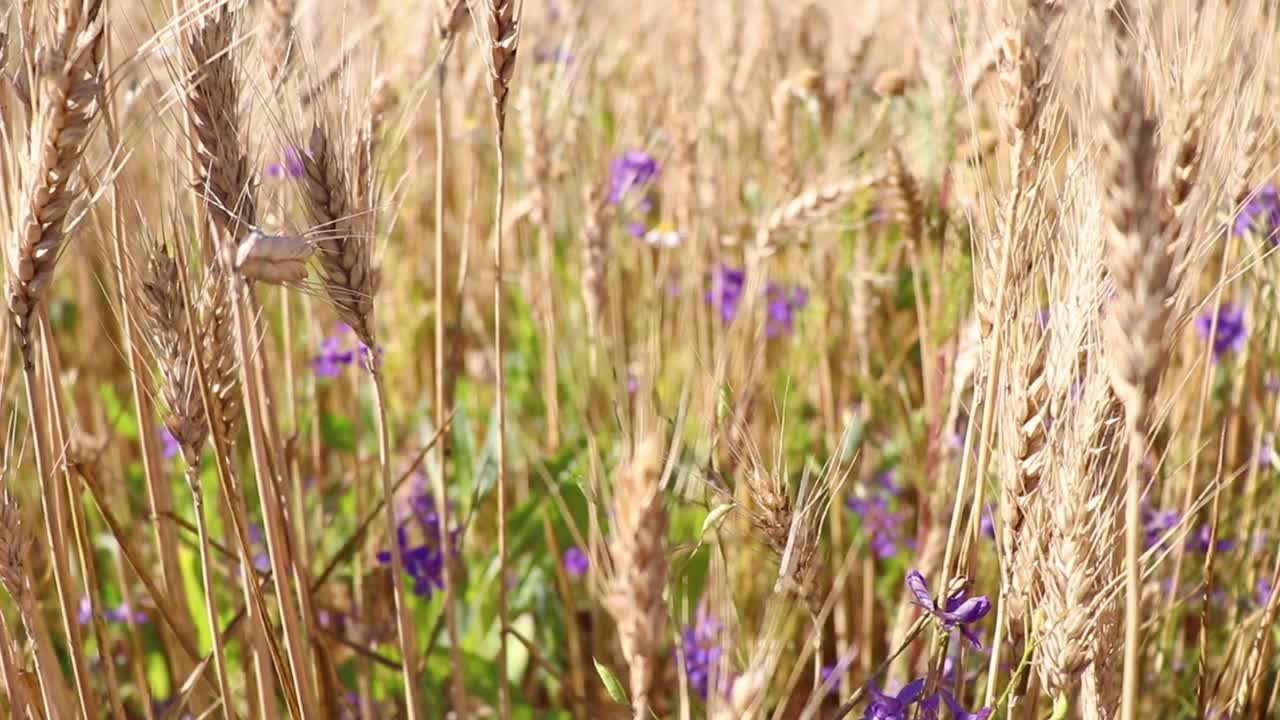 再生农业。黑麦作物领域。收获在农场。金黄色的夏季景观。视频素材