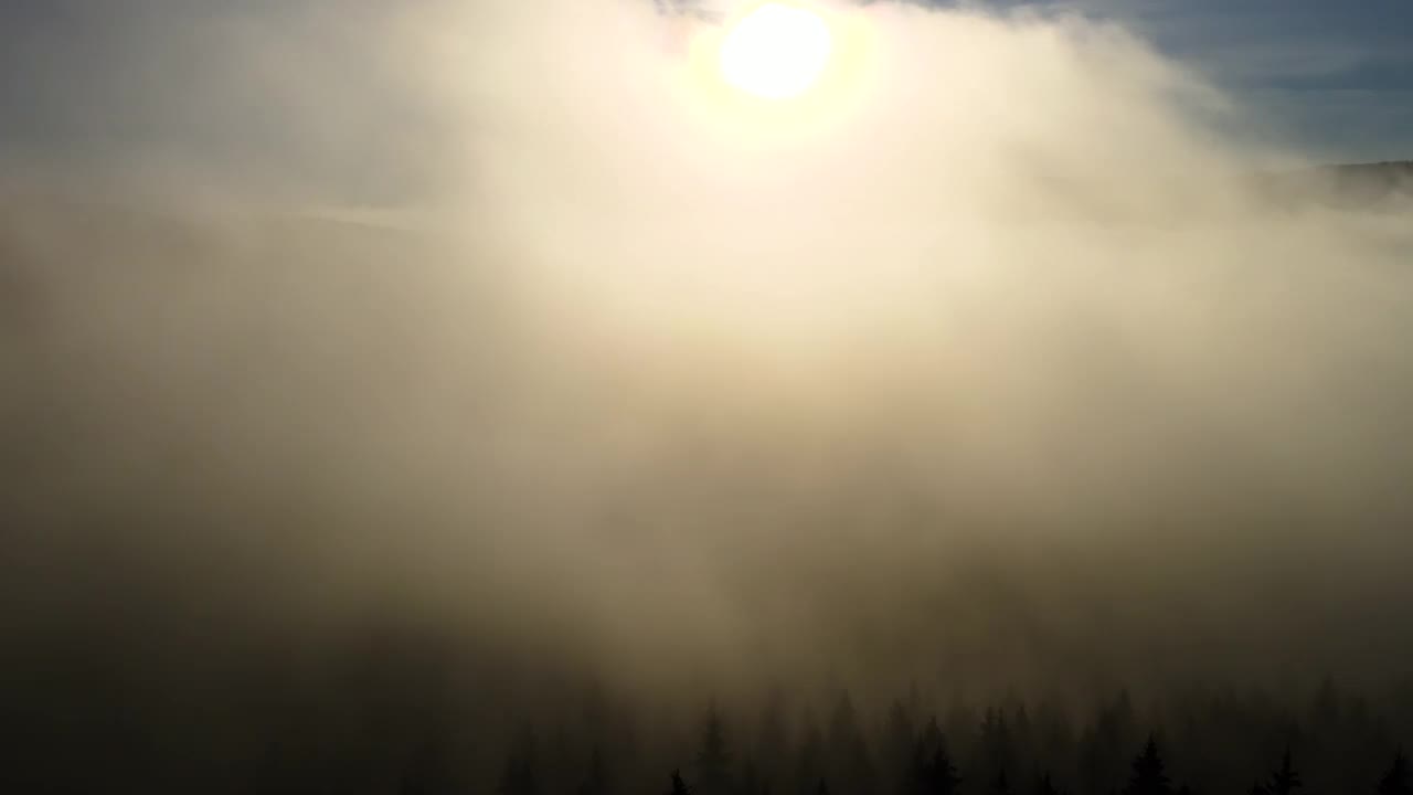 鸟瞰图的深绿色松树在云杉林在雾蒙蒙的秋天山。视频素材