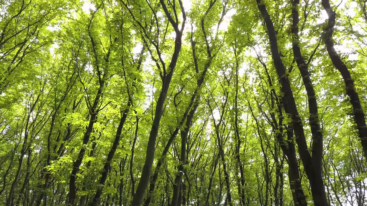 夏天茂密的绿色森林有许多高大的树木和早晨的阳光。视频素材