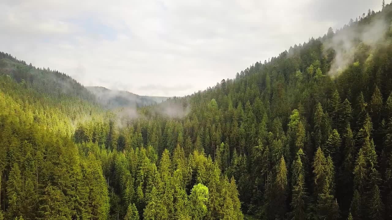 鸟瞰图的绿色山丘覆盖常绿云杉林在夏季。视频素材