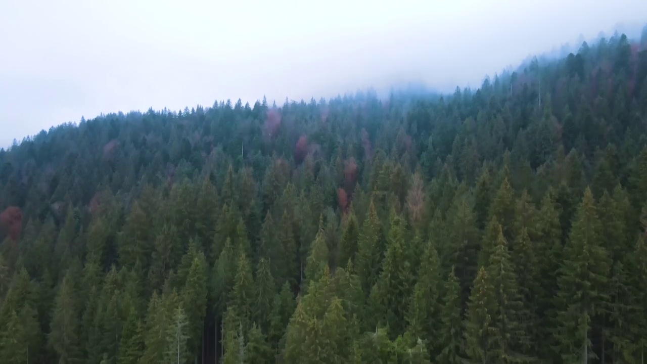 鸟瞰图的郁郁葱葱的松林与云杉冠在秋天的山。视频素材