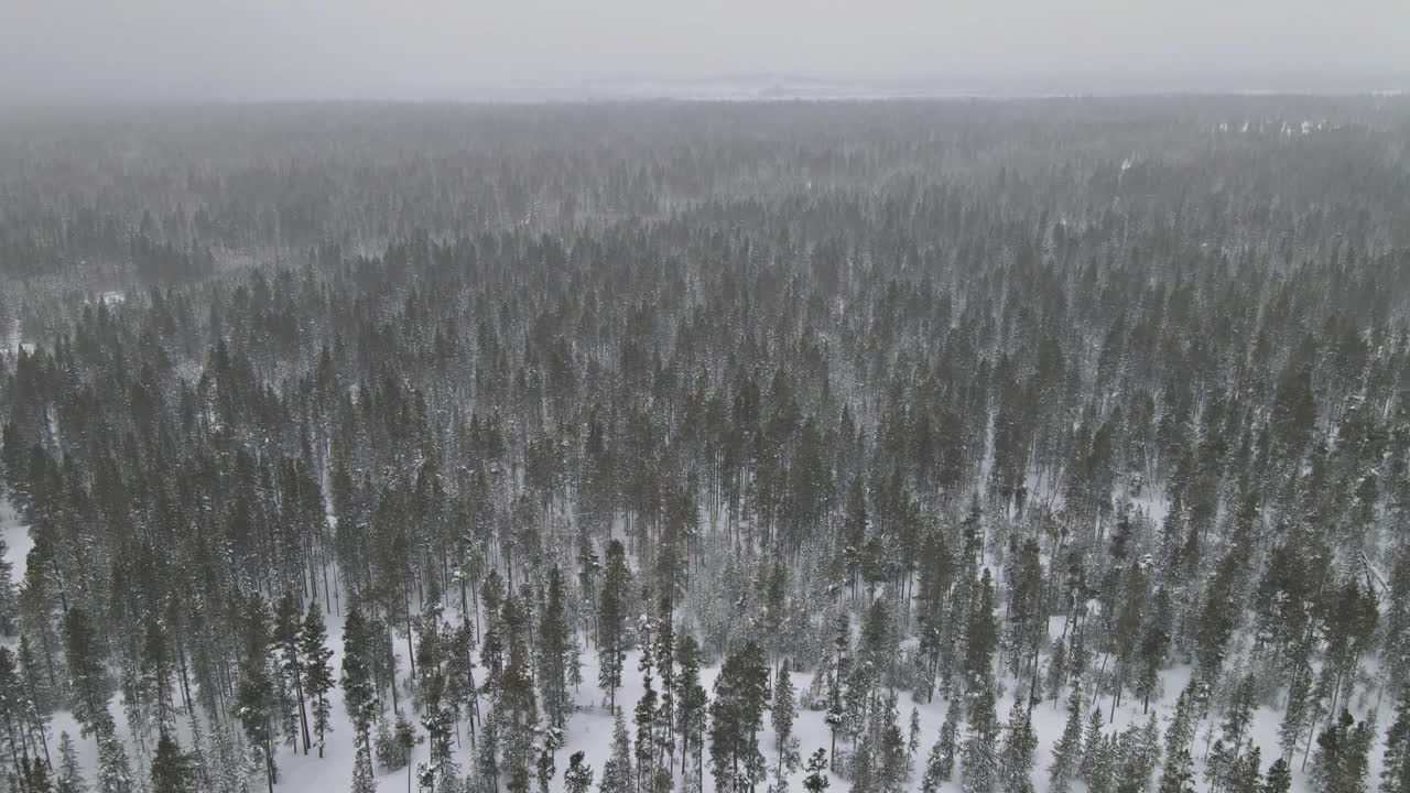 雪域森林冬季恶劣天气条件下大雪，鸟瞰图顶部具有冬季全景景观视频素材