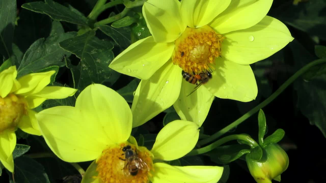 蜜蜂选择性地集中在黄花上视频素材