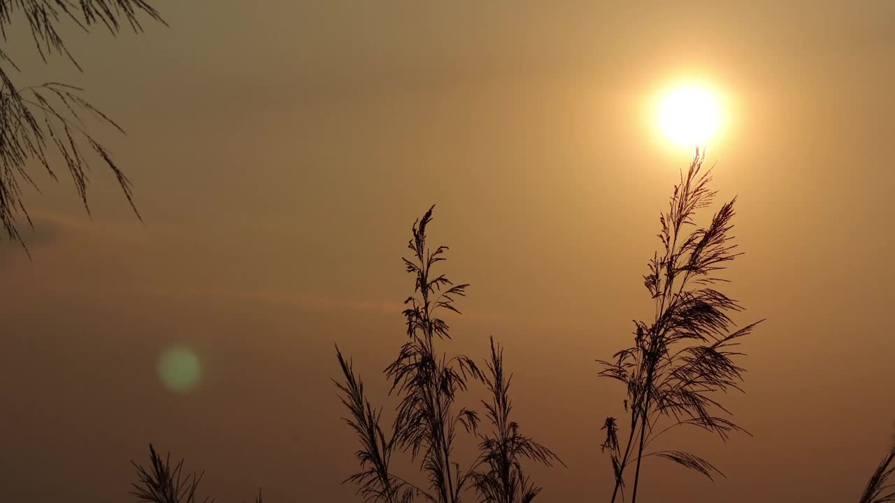 草与太阳在风日落视频素材