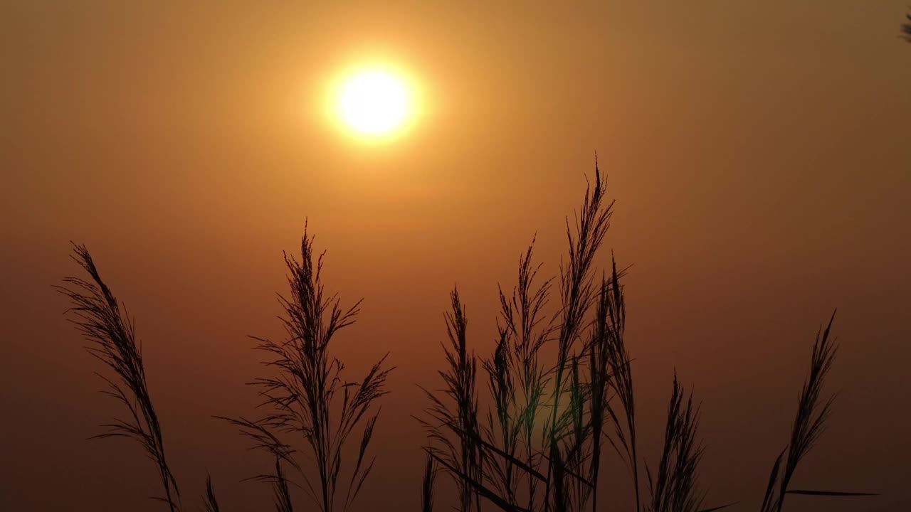 草与太阳在风日落视频素材