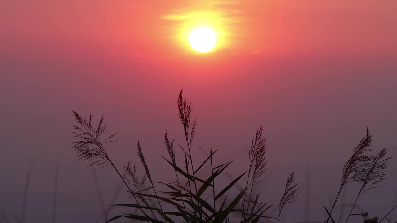 草与太阳在风日落视频素材