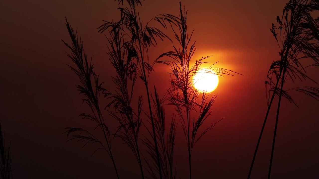 草与太阳在风日落视频素材