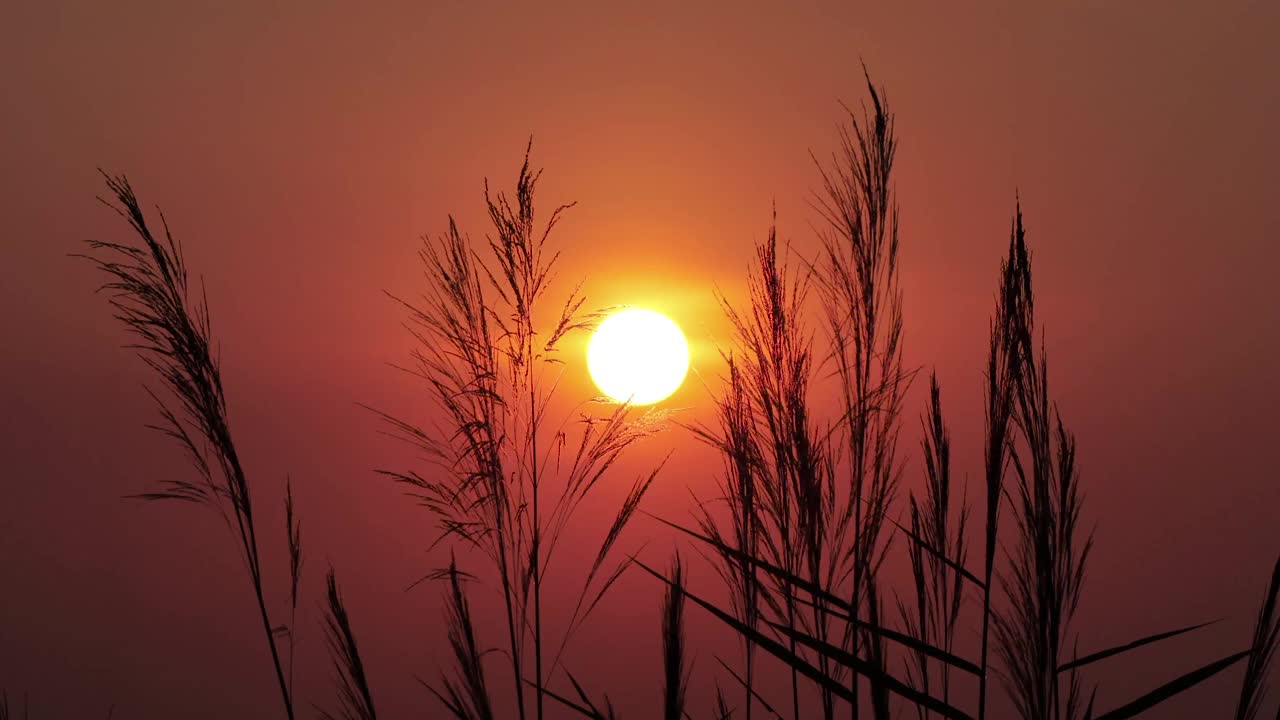 草与太阳在风日落视频素材