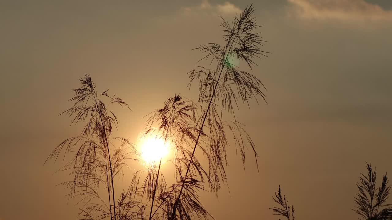 草与太阳在风日落视频素材