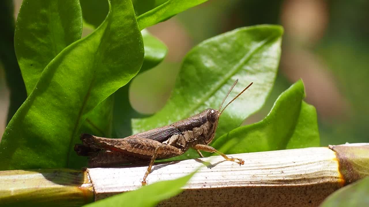 Grasshoper在叶视频素材