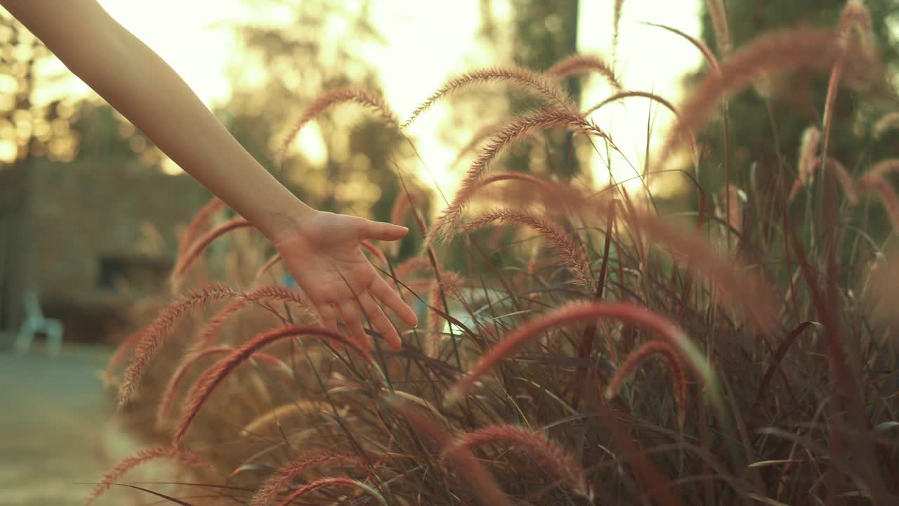 近距离的女孩手在一个花田在日落。视频素材