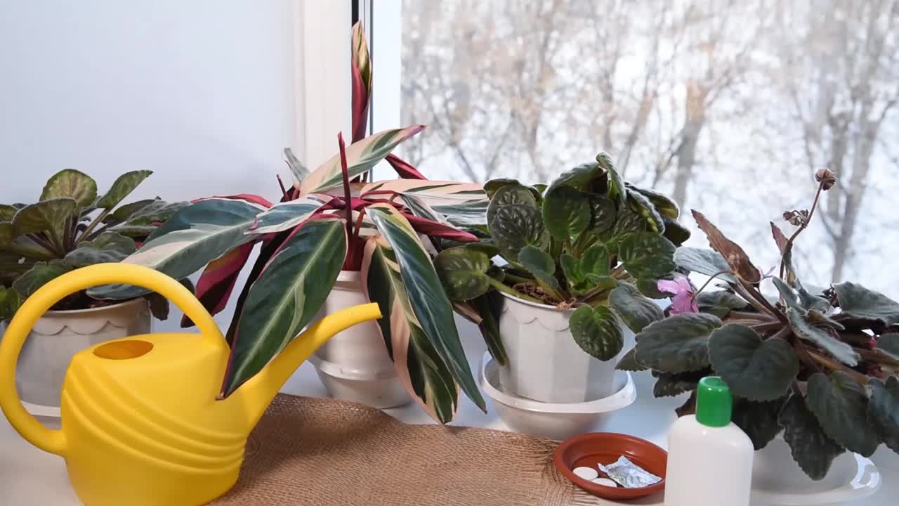 一个女人在给盆栽堇菜浇水。室内鲜花，窗台上有装有肥料的瓶子和喷壶。视频素材