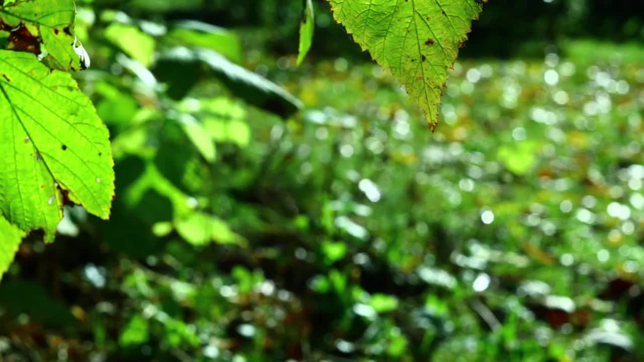 花园草本植物有机视频背景视频素材