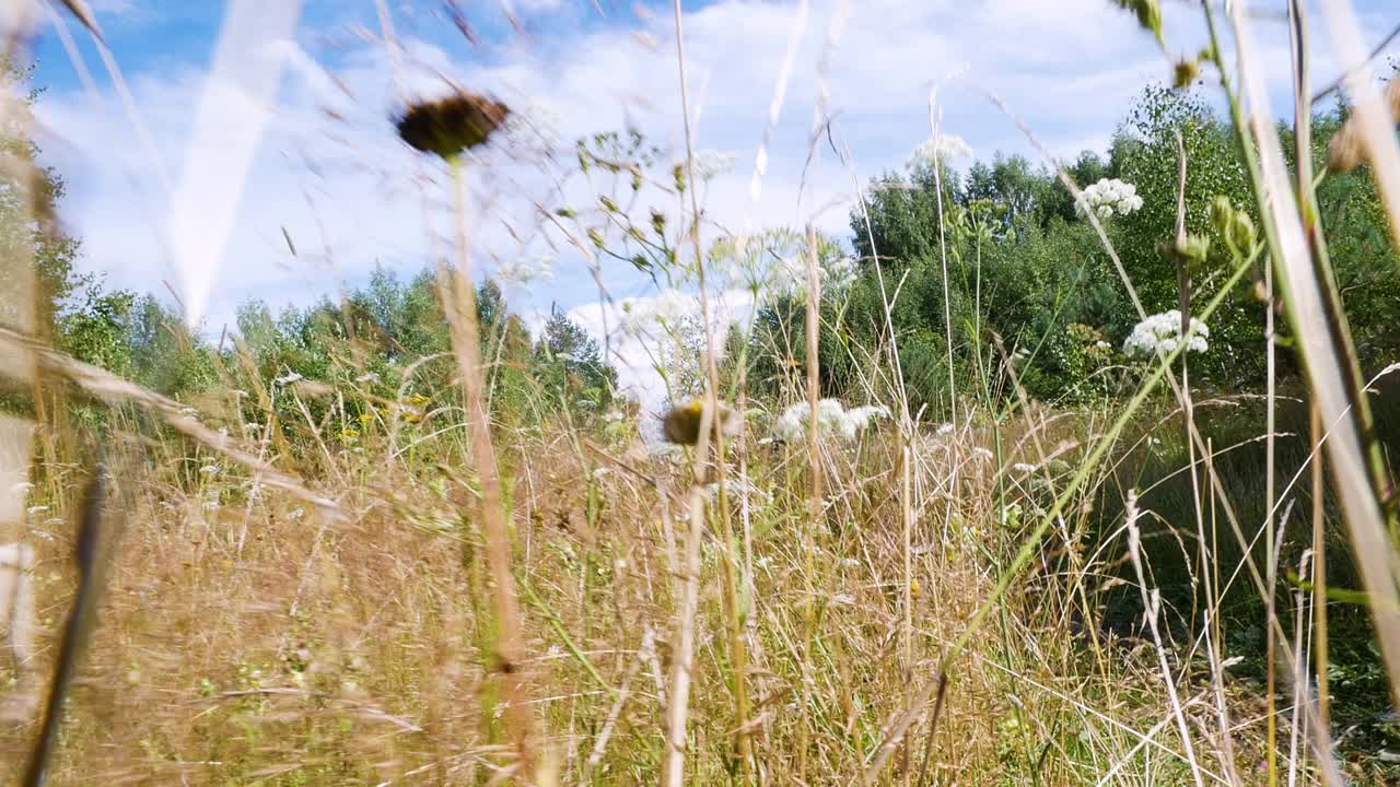 摄影机摇摄穿过鲜花盛开的草地上的高草。牛牧场。农业的理由视频素材