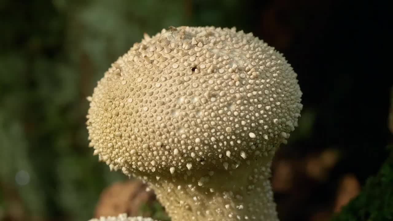 绒球菌(Lycoperdon perlatum)视频素材