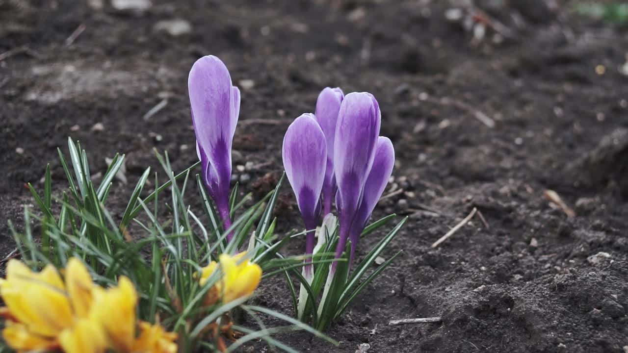 在阳光明媚的早春花园里，紫罗兰番红花。近距离开花的番红花红宝石巨人在天然的石头背景。软选择聚焦。视频素材