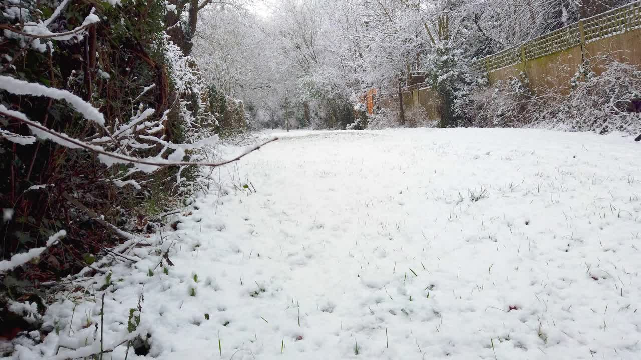 冬季城市公园英国在大雪飘落。一名年轻女子遛狗视频下载