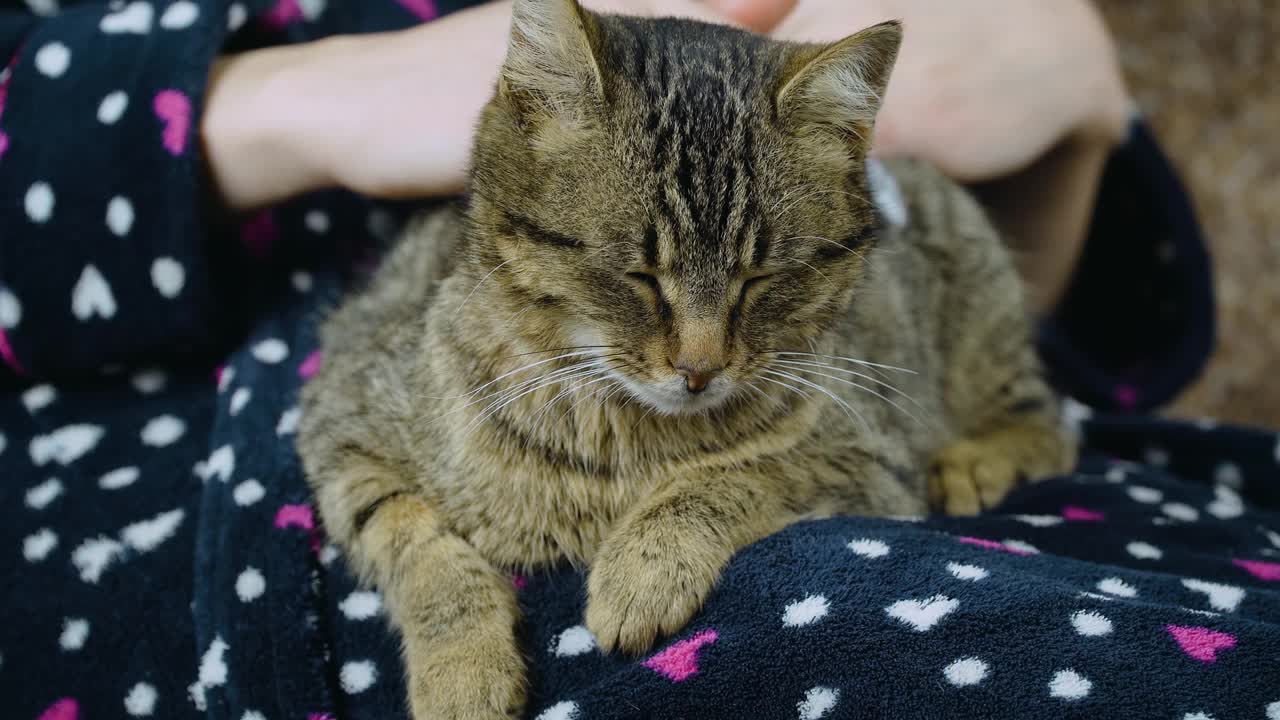 女人抚摸着躺在手上留着白胡子的姜黄色猫视频素材