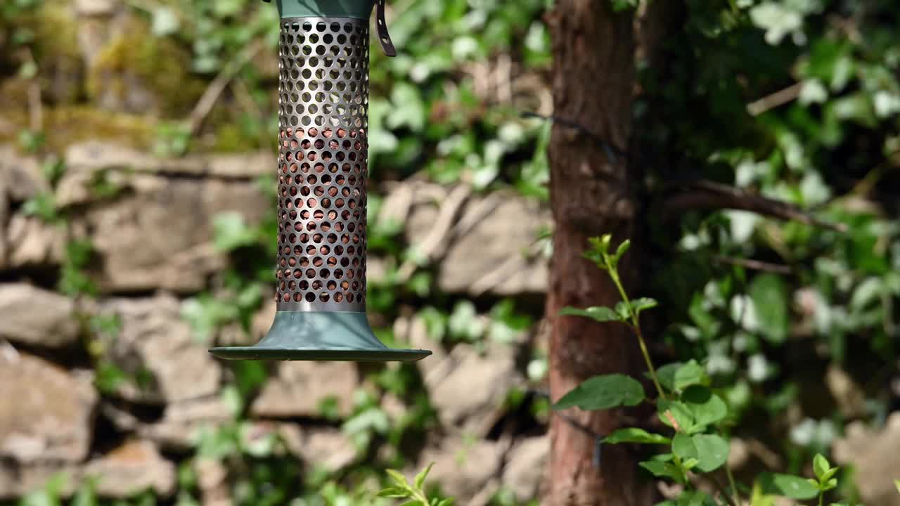 一只Nuthatch从花园的喂鸟器里偷了一颗花生视频素材