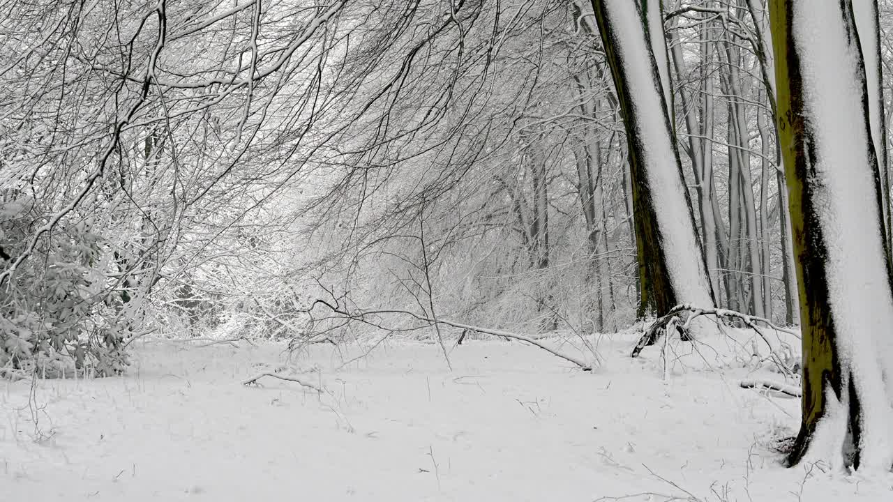 大雪期间，浓密的林地被积雪覆盖视频素材