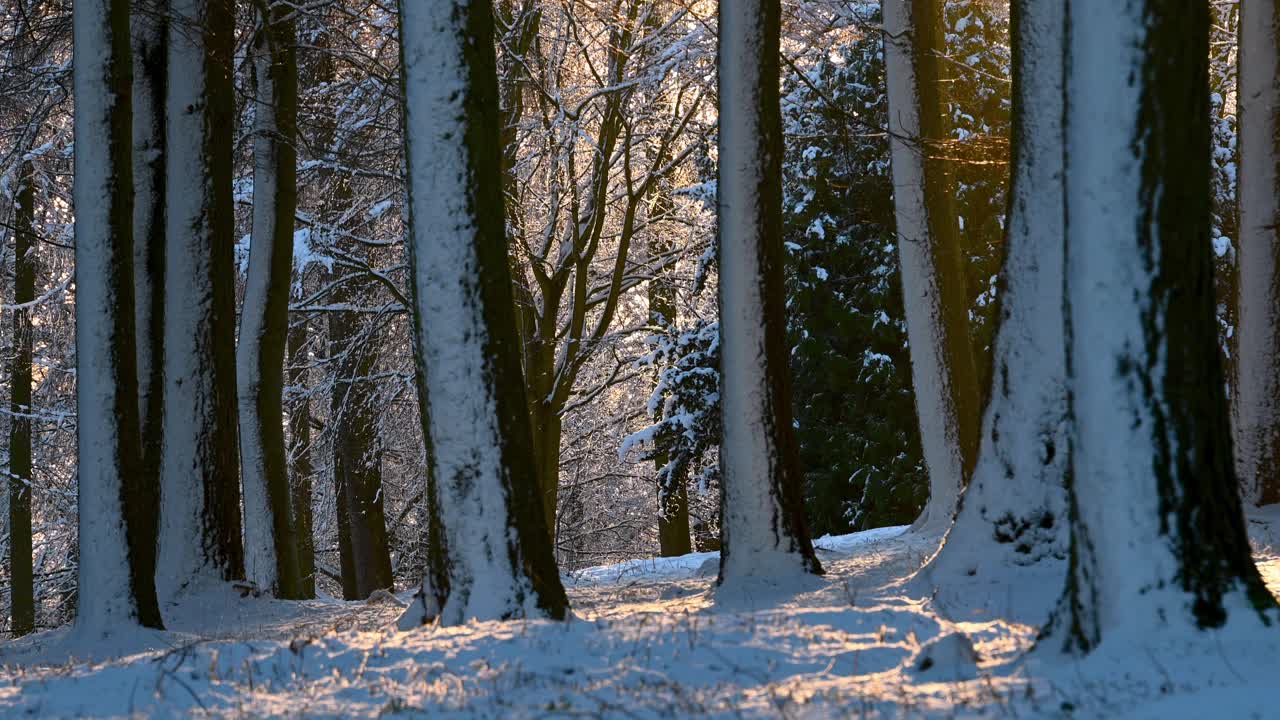 阳光照耀下白雪覆盖的林地，雪花轻轻飘落视频素材