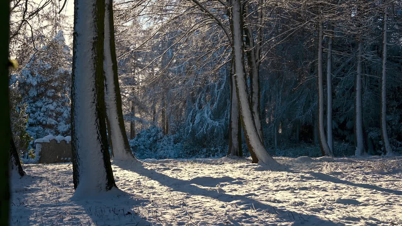 白雪覆盖的林地场景与背光飘落的雪视频素材