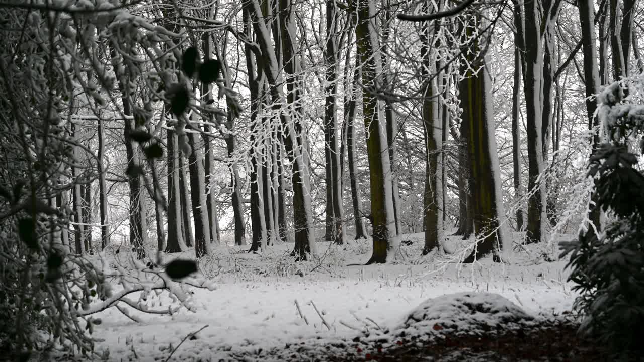 透过被雪覆盖的树枝，看到一片单色的被雪覆盖的林地视频素材