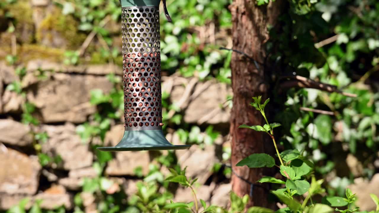 一只蓝山雀正在花园的喂鸟器上吃花生视频素材