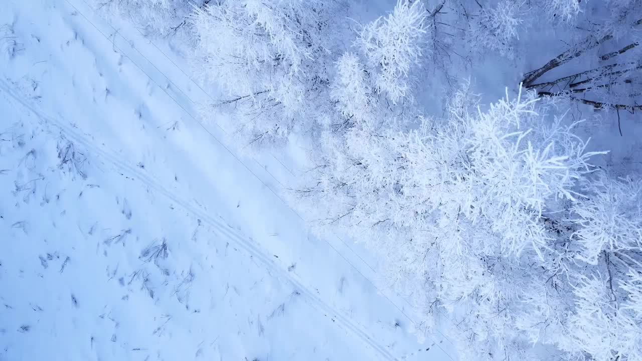 鸟瞰图的冬季森林与积雪覆盖的桦树。鸟的眼睛。视频下载