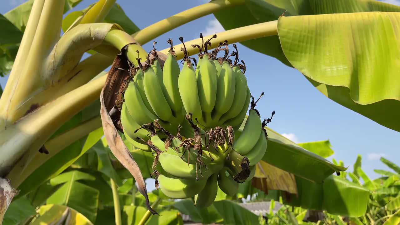 绿色花园里的生香蕉视频素材