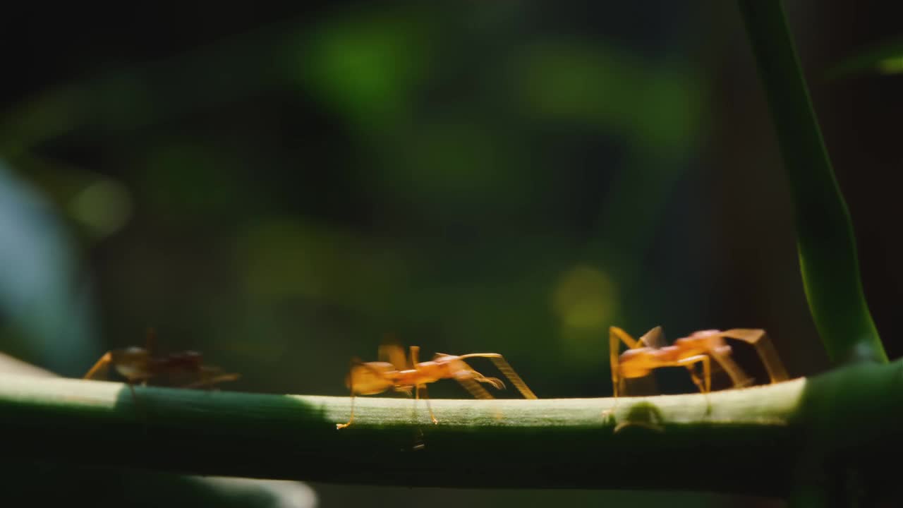 红色的蚂蚁在自然界的树枝上绿色的暗背景视频下载