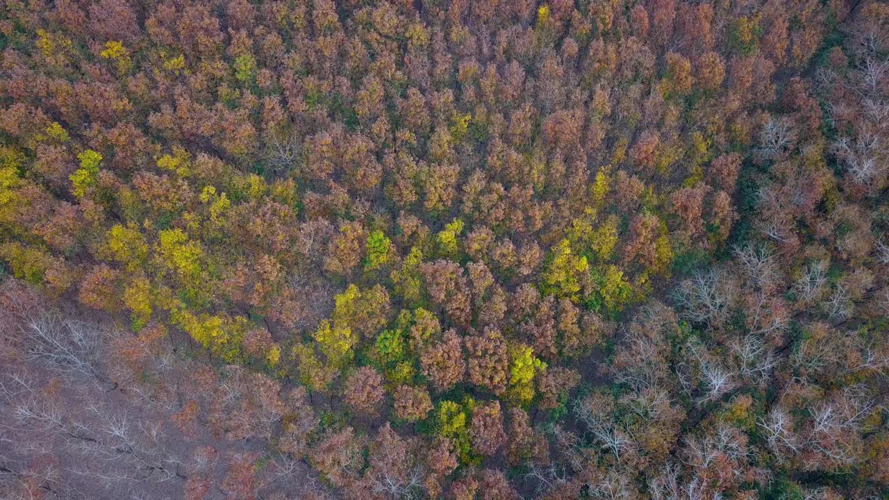 无人机从五颜六色的秋天森林树木上方的4000顶视图。森林树木在五彩缤纷的秋天。视频素材