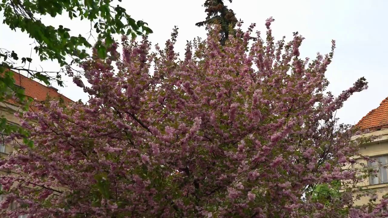 樱花日本樱花在春天的自然景观景观视频素材