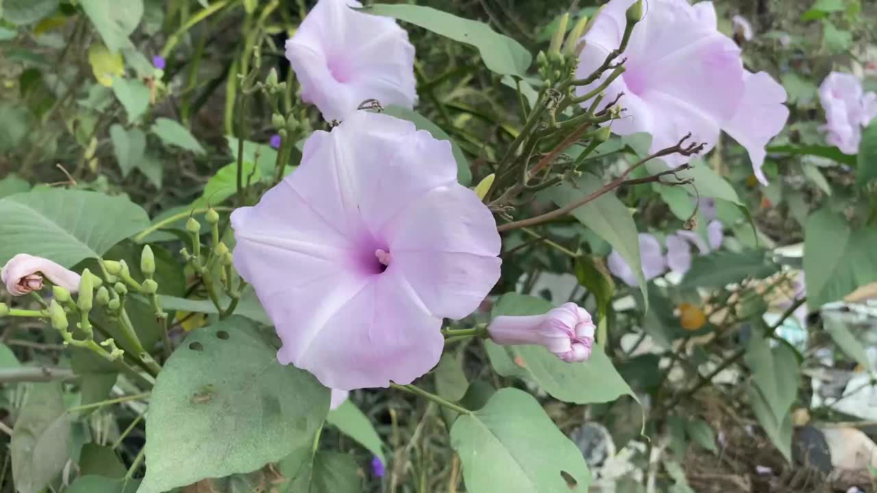 自然花园里的牵牛花视频素材