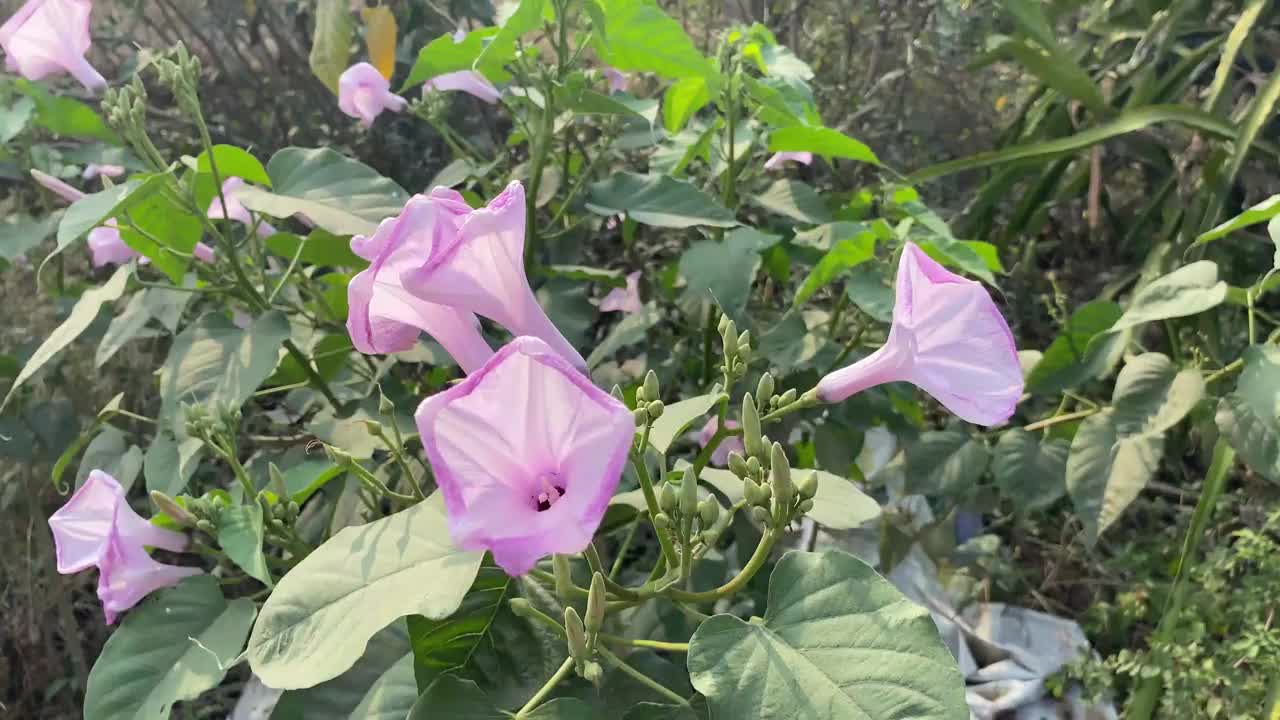 自然花园里的牵牛花视频素材