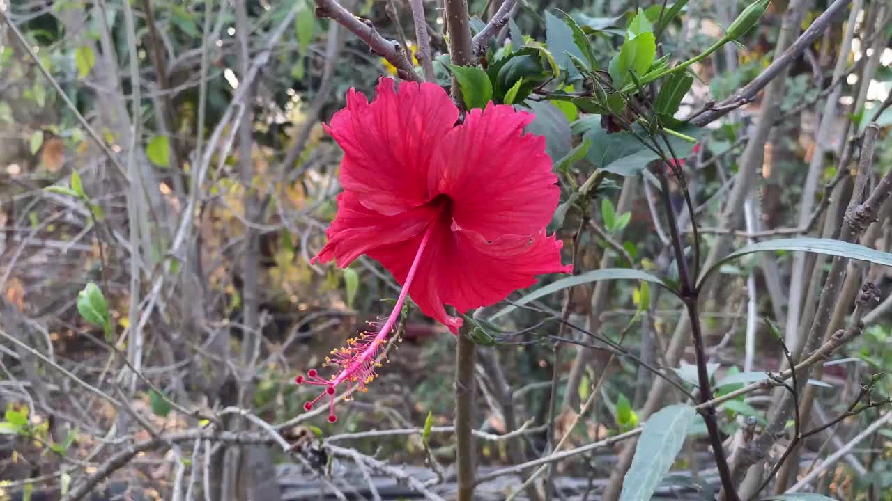 大自然花园里的红色芙蓉花视频素材