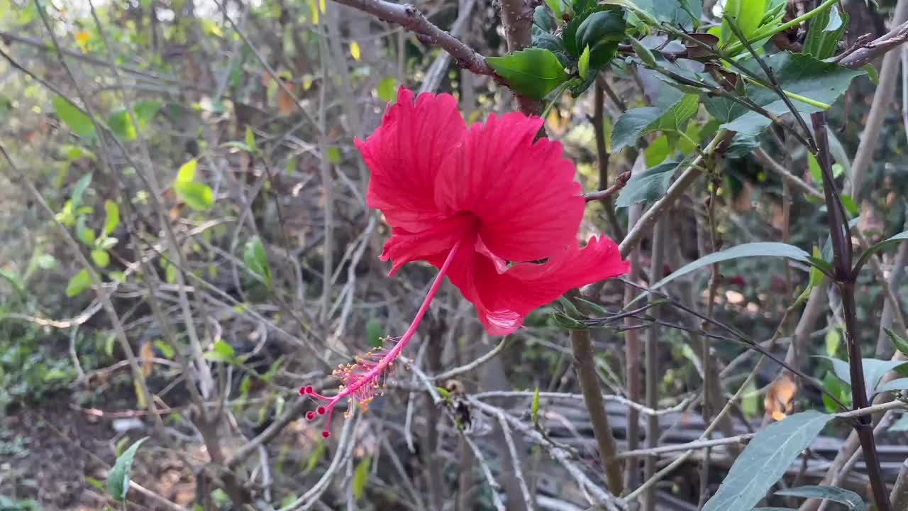 大自然花园里的红色芙蓉花视频素材