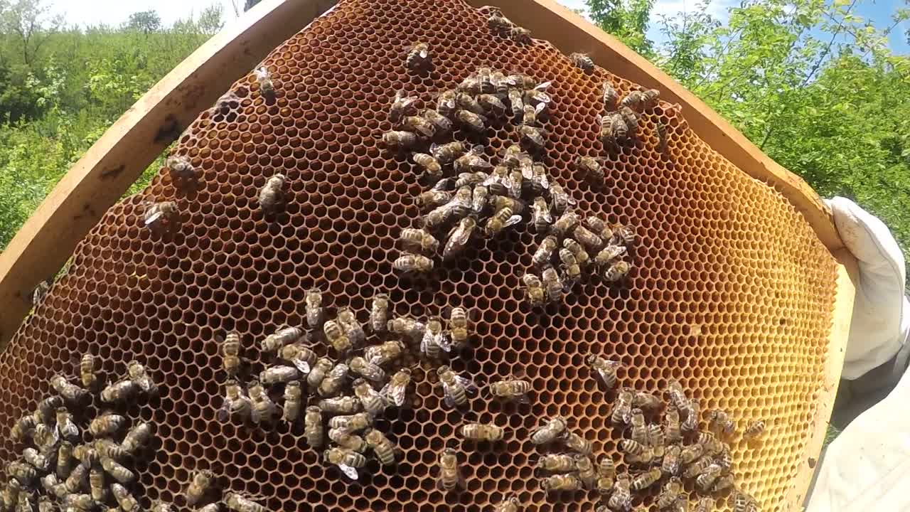 蜂箱的框架。养蜂人收获蜂蜜。蜂房里的工蜂。养蜂场的概念视频素材