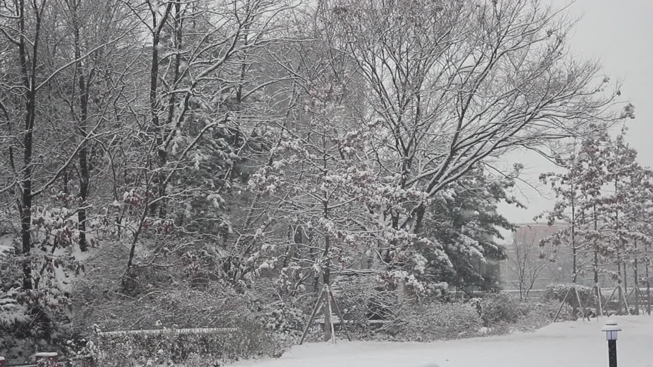 雪地和树木的景色，在一个公园在冬天视频素材