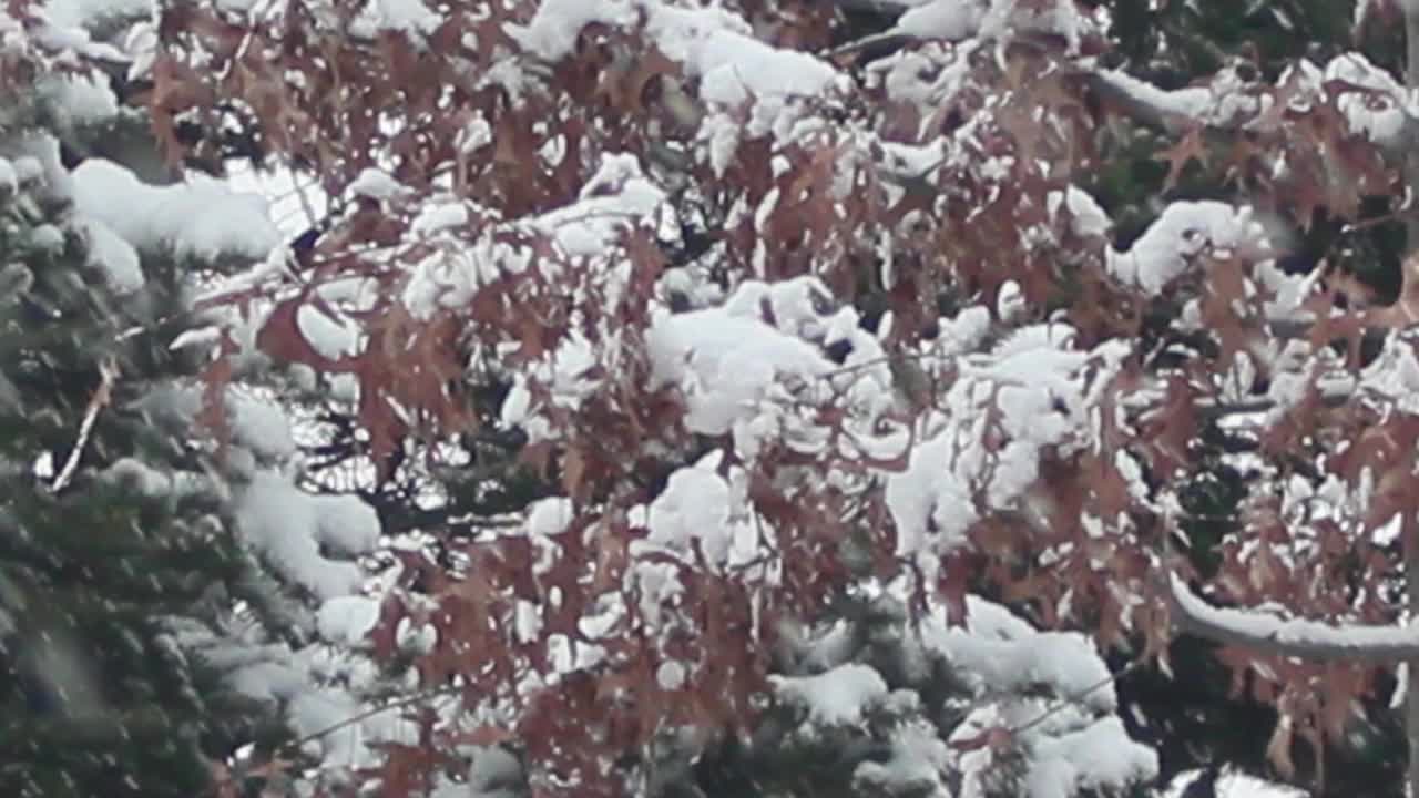 雪地和树木的景色，在一个公园在冬天视频素材